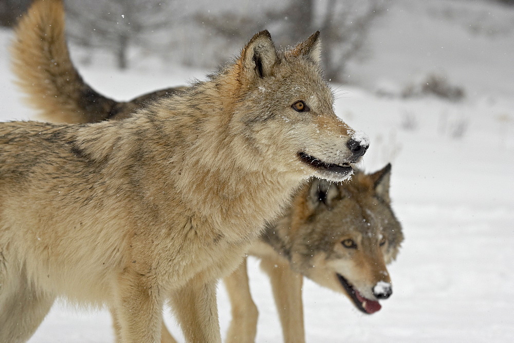 Two Gray Wolves (Canis lupus) in the snow in captivity, near Bozeman, Montana, United States of America, North America