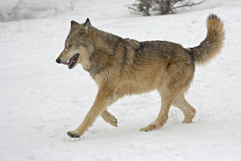 Gray Wolf (Canis lupus) running in the snow in captivity, near Bozeman, Montana, United States of America, North America