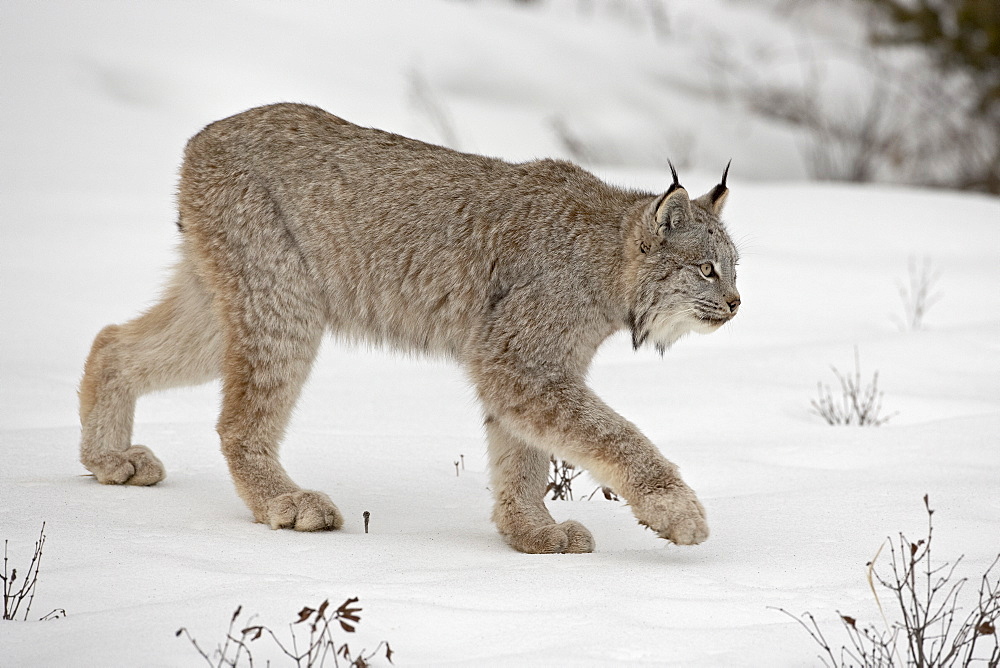 Canadian Lynx (Lynx canadensis) in snow in captivity, near Bozeman, Montana, United States of America, North America