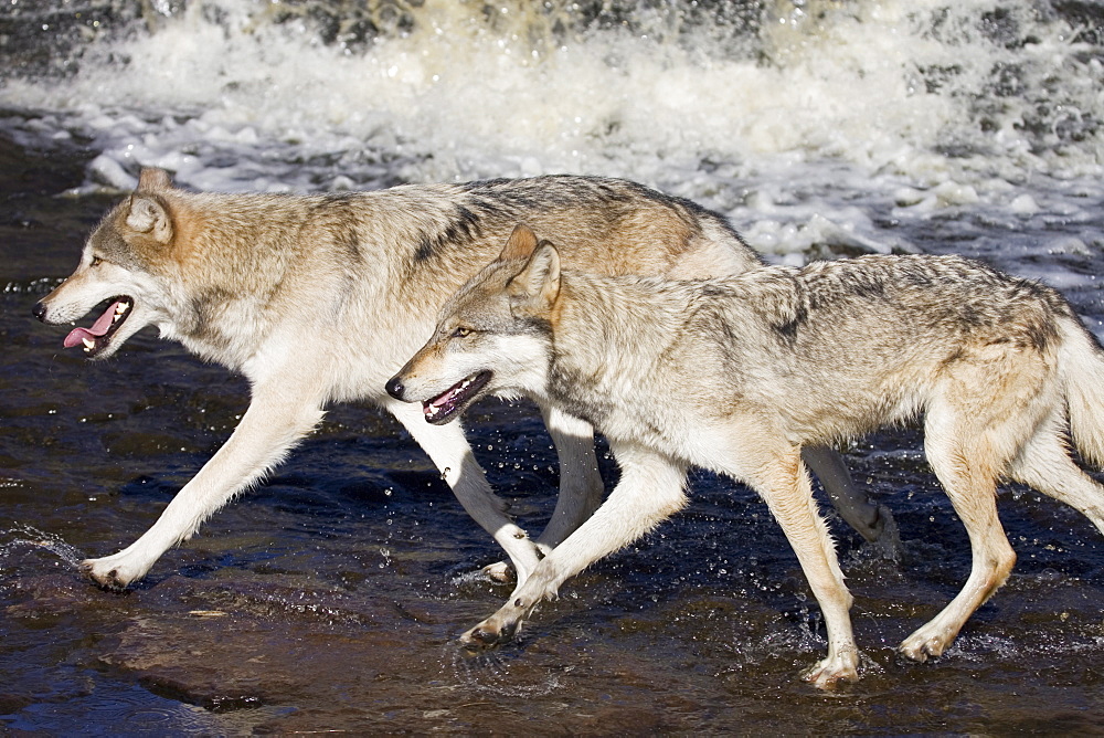 Two gray wolves (Canis lupus) running through water, in captivity, Minnesota Wildlife Connection, Minnesota, United States of America, North America