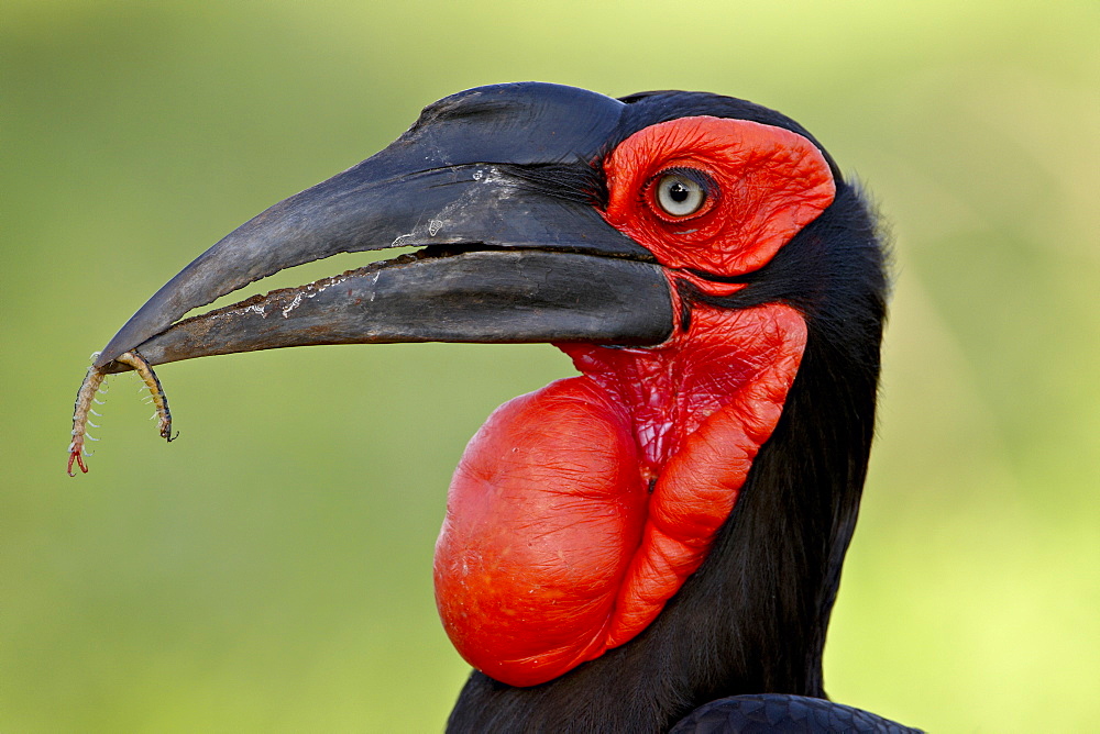 Southern Ground-Hornbill (Ground Hornbill) (Bucorvus leadbeateri), Kruger National Park, South Africa, Africa