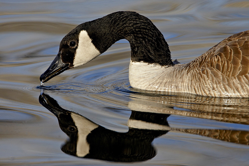 Canada Goose (Branta canadensis) with reflection while swimming and drinking, Denver City Park, Denver, Colorado, United States of America, North America