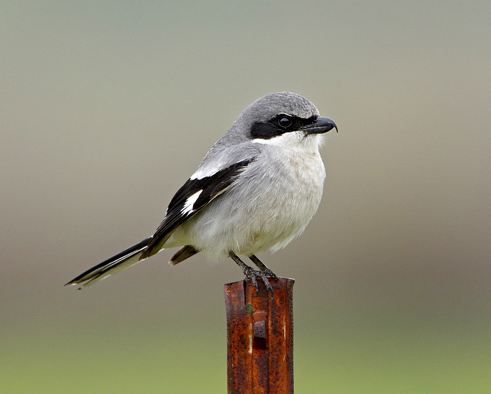 Loggerhead shrike (Lanius ludovicianus), San Jacinto Wildlife Area, California, United States of America, North America