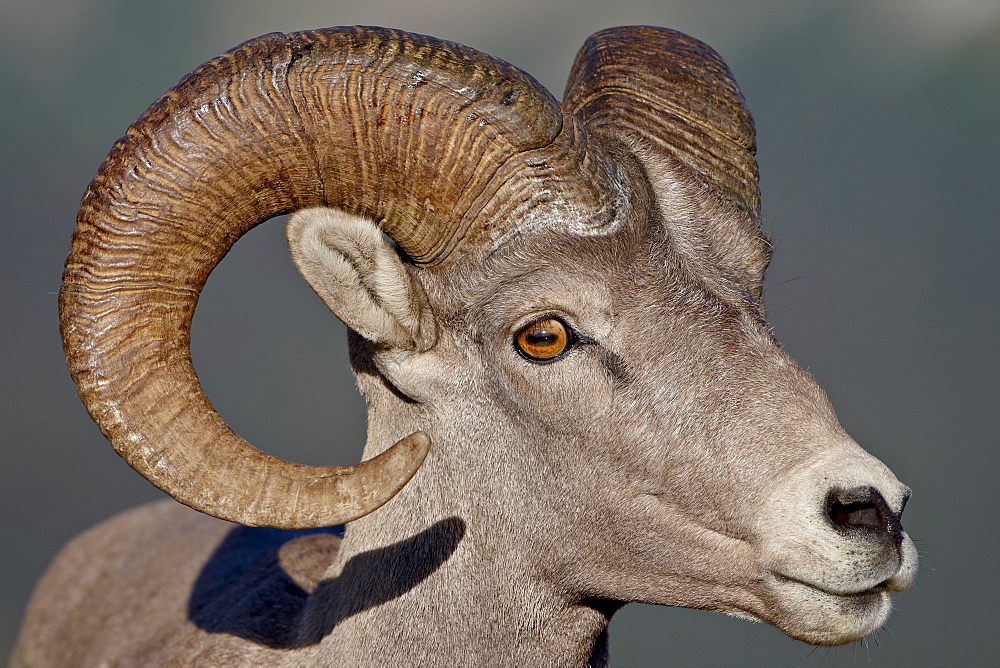 Bighorn sheep (Ovis canadensis) ram, Glacier National Park, Montana, United States of America, North America