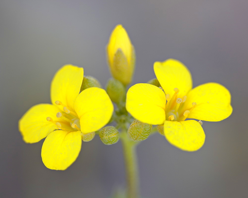 Gordon's Bladderpod (Lesquerella gordonii), Organ Pipe Cactus National Monument, Arizona, United States of America, North America