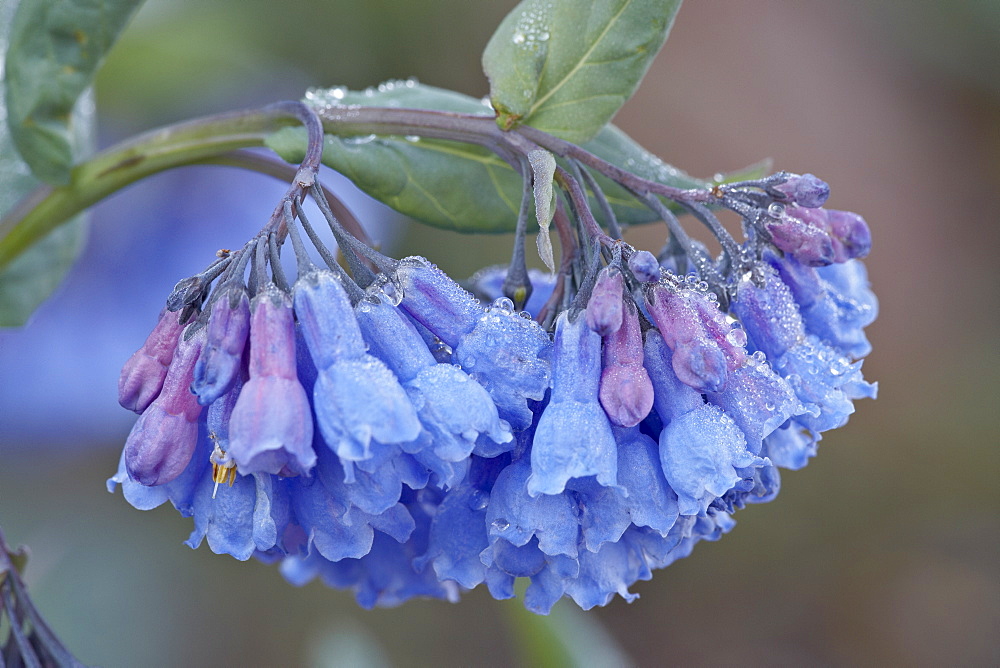 Bluebell (Campanula rotundifolia), Shoshone National Forest, Wyoming, United States of America, North America