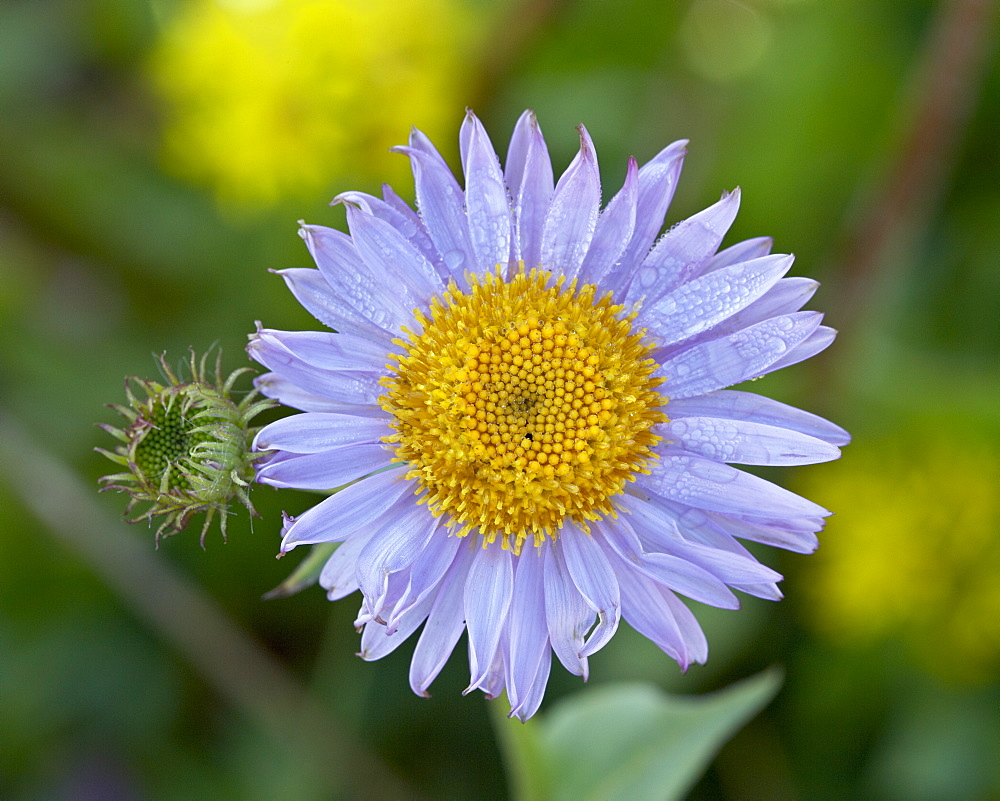 Alpine Aster (Aster alpigenus), Shoshone National Forest, Wyoming, United States of America, North America