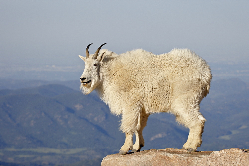 Mountain goat (Oreamnos americanus), Mount Evans, Colorado, United States of America, North America