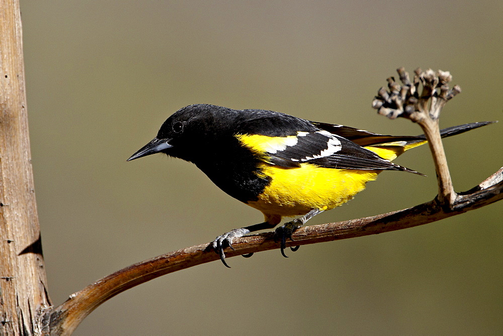 Male Scott’s oriole (Icterus parisorum), Chiricahuas, Coronado National Forest, Arizona, United States of America, North America