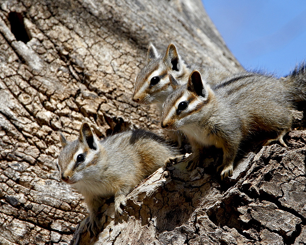 Three young cliff chipmunk (Eutamias dorsalis), Chiricahuas, Coronado National Forest, Arizona, United States of America, North America