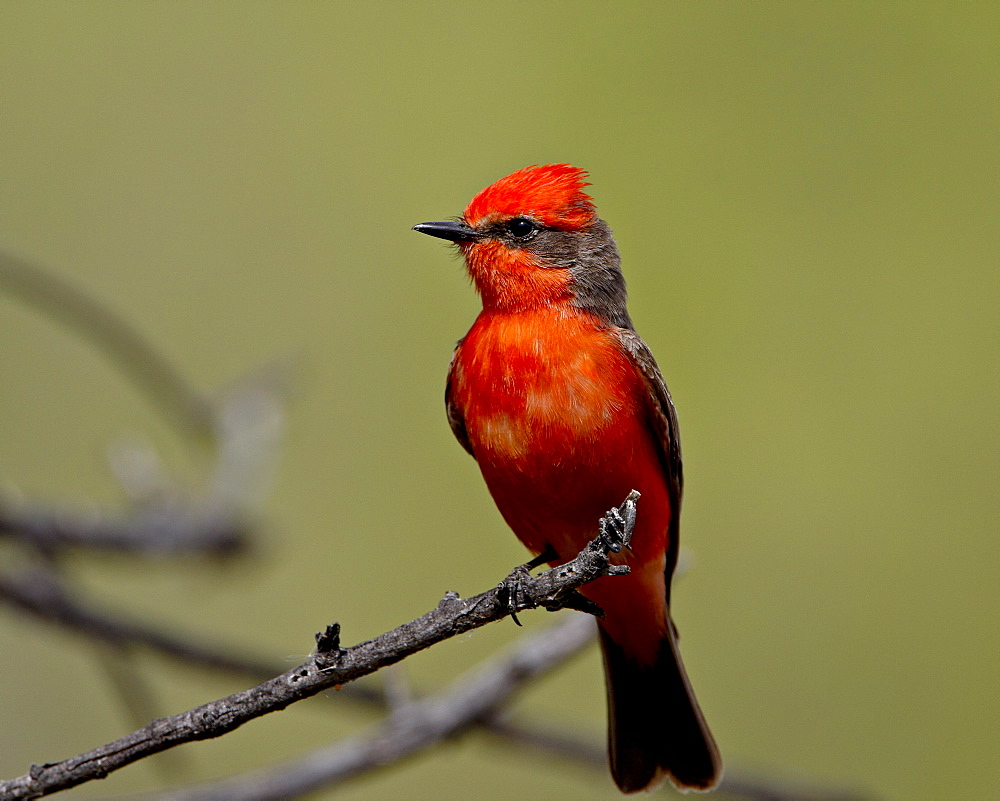 Vermilion flycatcher (Pyrocephalus rubinus), Patagonia Lake State Park, Arizona, United States of America, North America