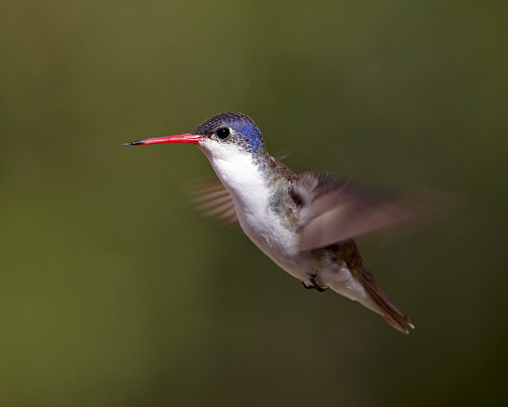 Violet-crowned hummingbird (Amazilia violiceps) in flight, Patagonia, Arizona, United States of America, North America