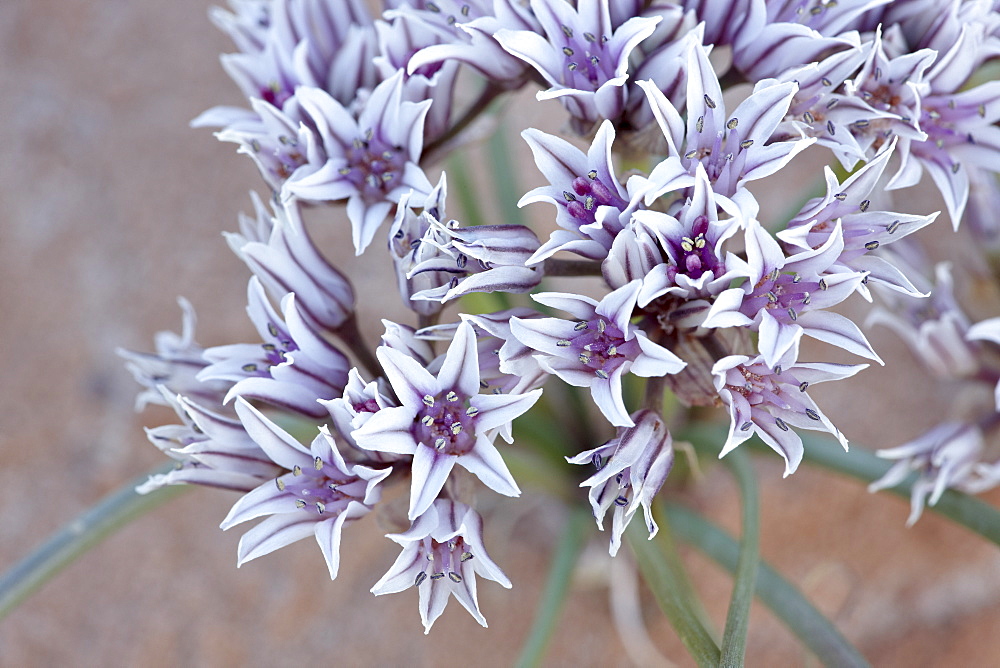 Prairie wild onion (Allium textile), Goblin Valley State Park, Utah, United States of America, North America