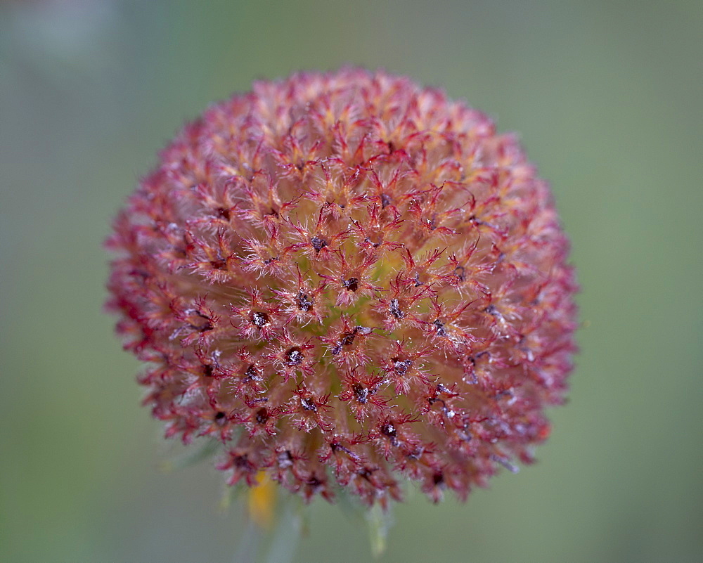 Common gaillardia (great blanketflower) (blanketflower) (brown-eyed Susan) (Gaillardia aristata) seedhead, Glacier National Park, Montana, United States of America, North America