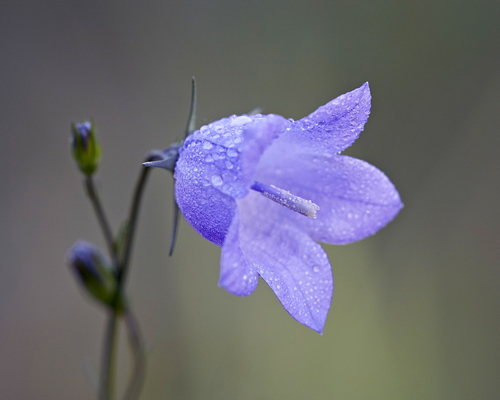 Mountain harebell (Campanula lasiocarpa), Glacier National Park, Montana, United States of America, North America