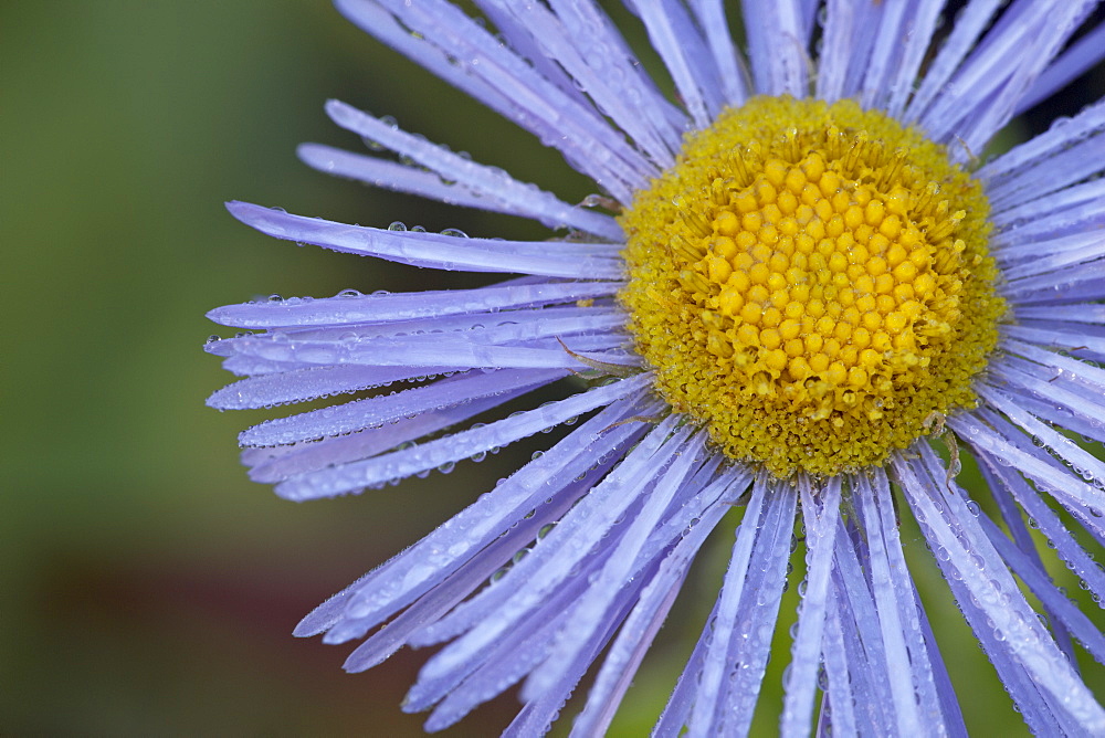 Showy daisy (Erigeron speciosus), Glacier National Park, Montana, United States of America, North America