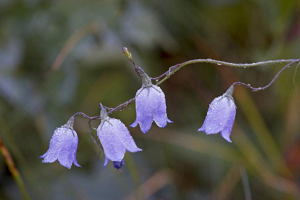 Mountain harebell (Campanula lasiocarpa) with frost, Glacier National Park, Montana, United States of America, North America