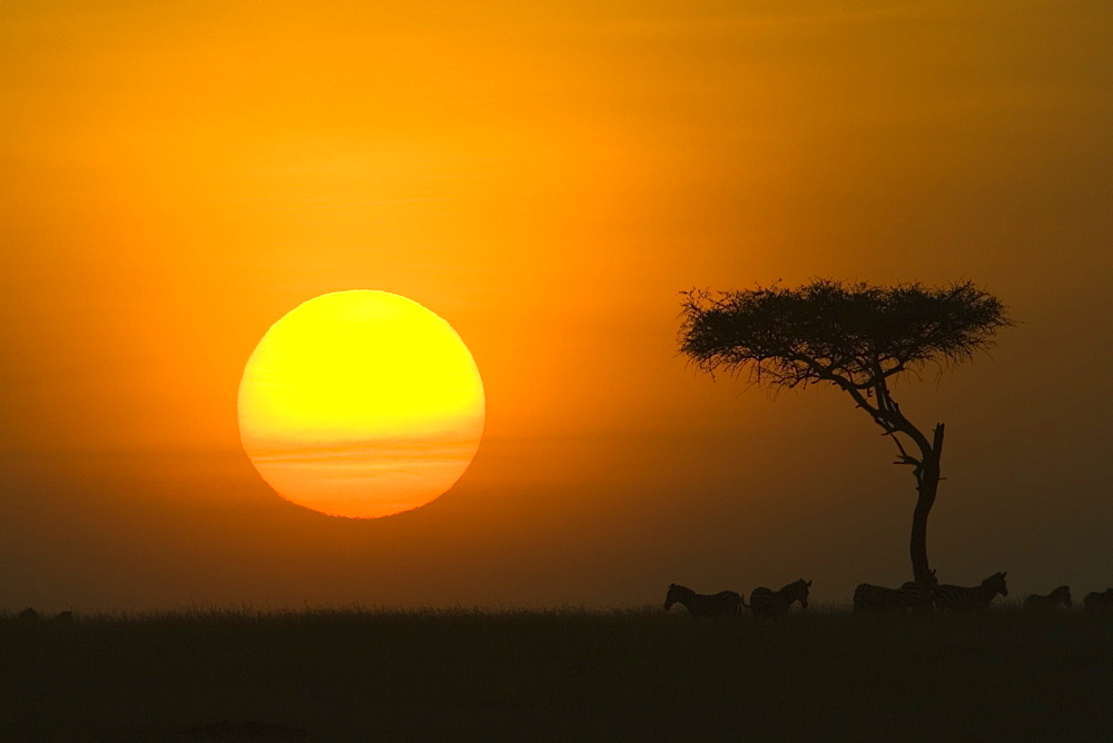 Sunset with an acacia on the horizon, Masai Mara Game Reserve, Kenya, East Africa, Africa