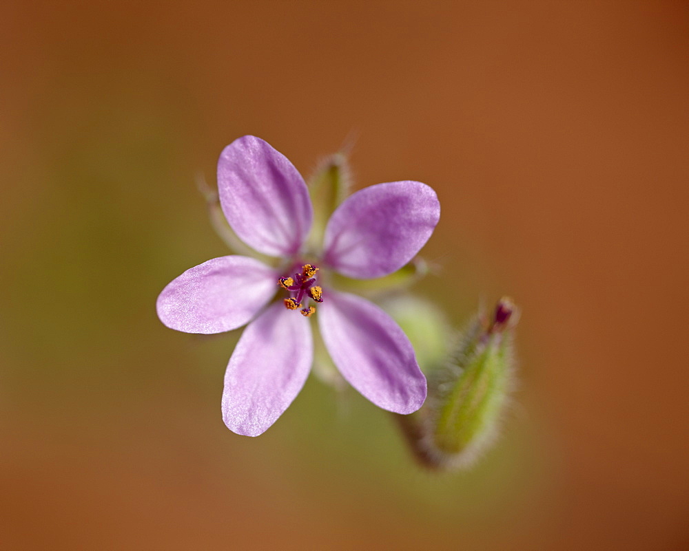 Heronsbill (Erodium cicutarium), Arches National Park, Utah, United States of America, North America