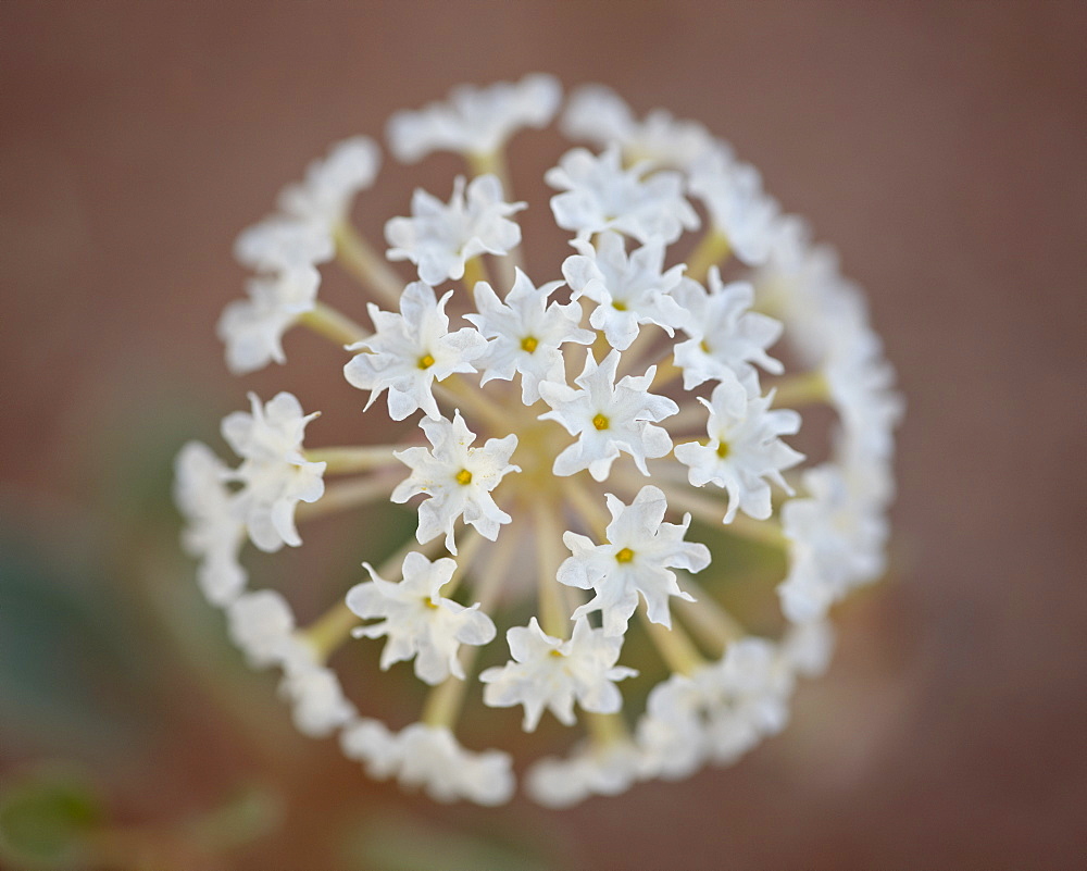 Sand verbena (Abronia fragrans), Canyon Country, Utah, United States of America, North America