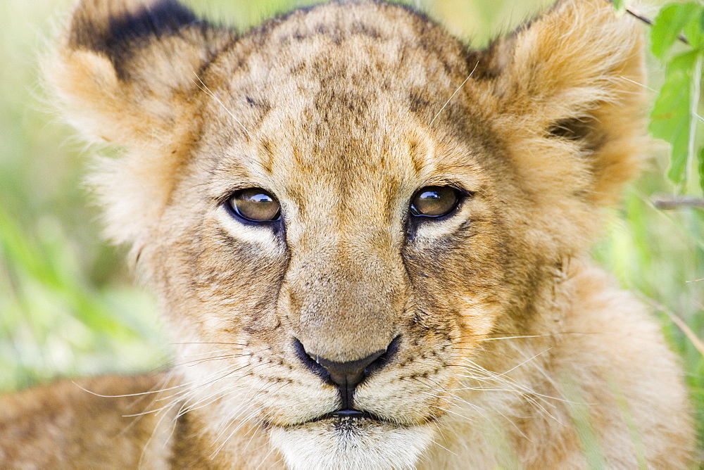 Head on shot of lion cub (Panthera leo) looking at camera, Masai Mara Game Reserve, Kenya, East Africa, Africa