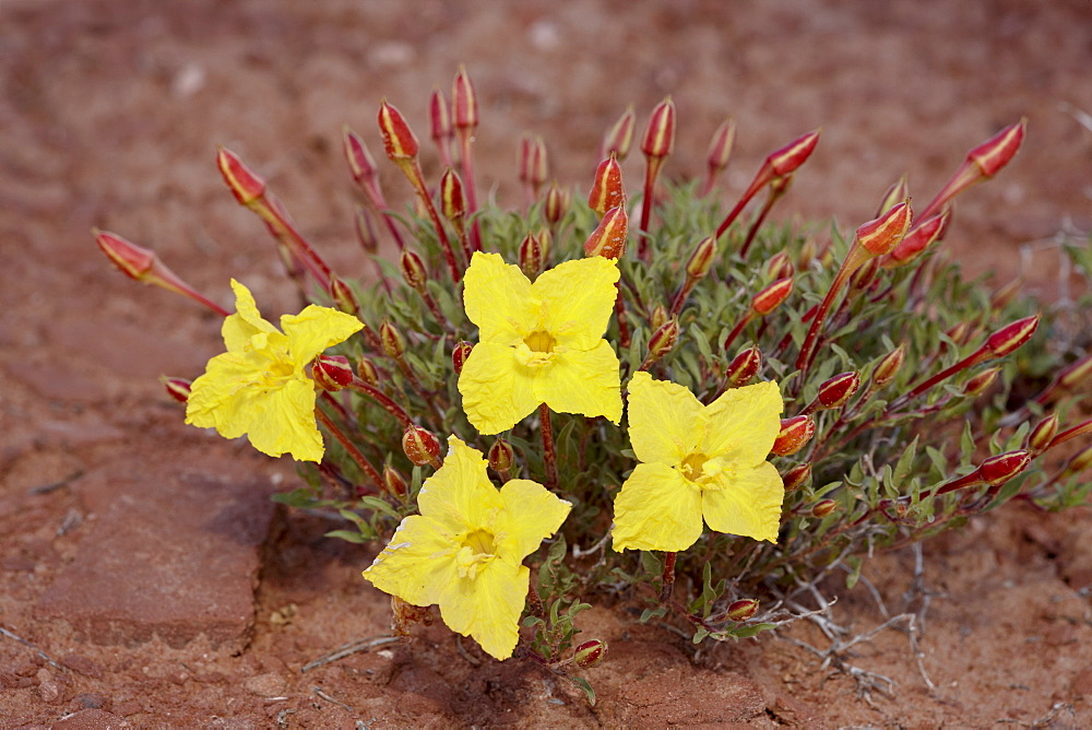 Lavender evening-primrose (Calyophus lavandulifolia), The Needles District, Canyonlands National Park, Utah, United States of America, North America