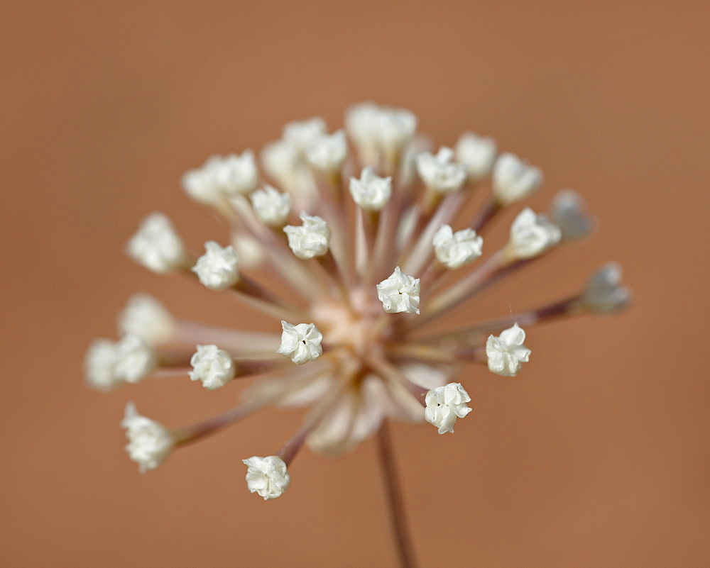 Stevia dusty-maiden (Chaenactis stevioides) starting to bloom, Arches National Park, Utah, United States of America, North America