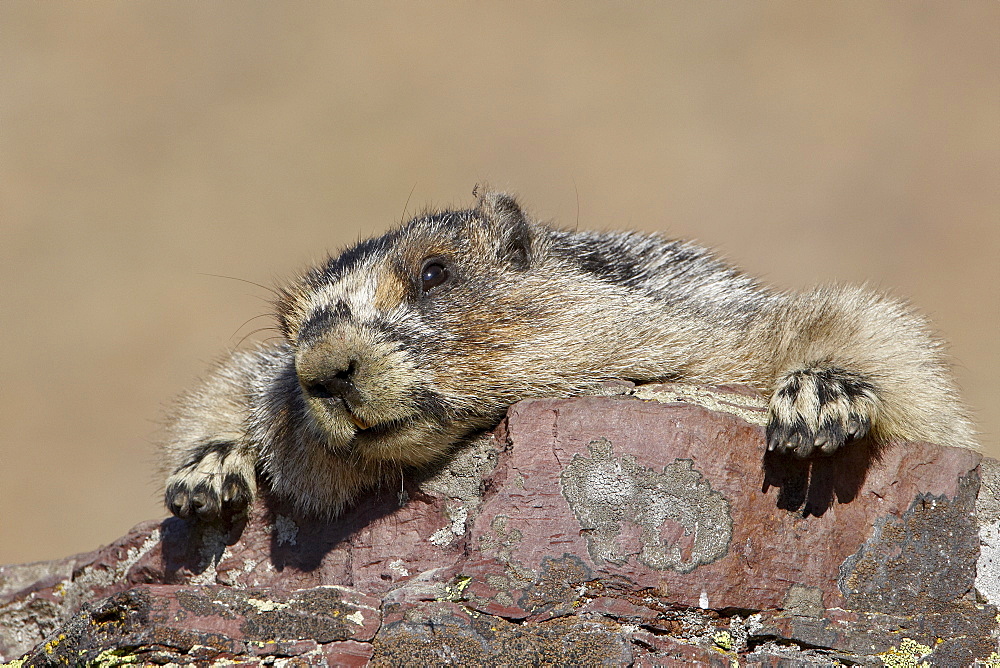 Hoary marmot (Marmota caligata), Glacier National Park, Montana, United States of America, North America