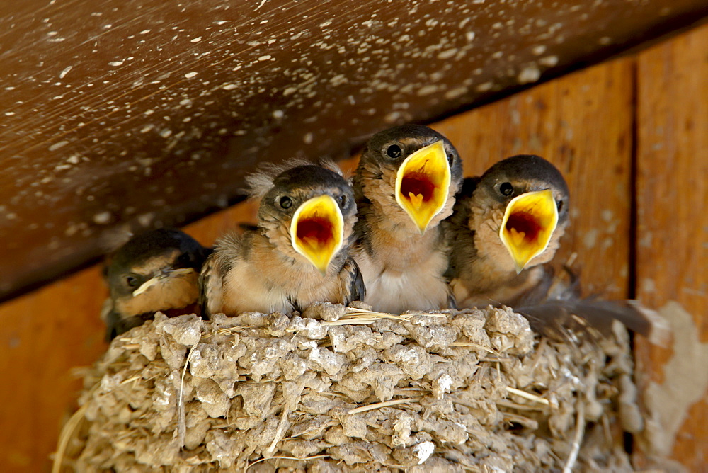 Four barn swallow (Hirundo rustica) chicks chirping, Custer State Park, South Dakota, United States of America, North America