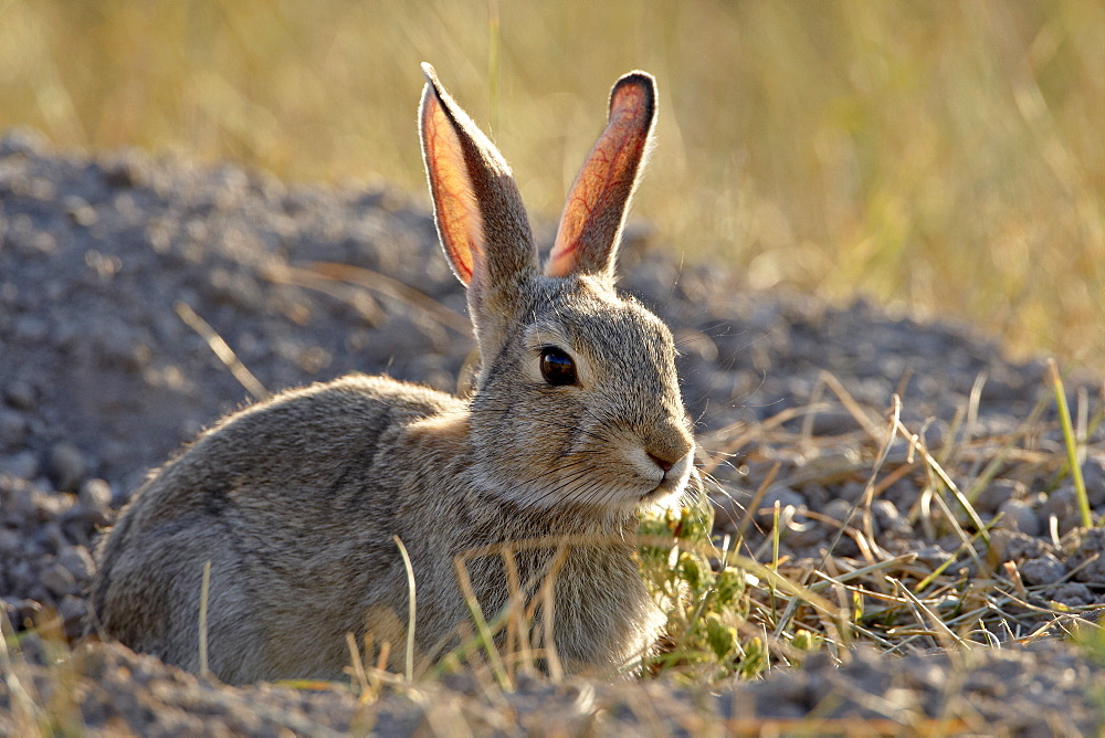 Desert Cottontail (Sylvilagus auduboni), Wind Cave National Park, South Dakota, United States of America, North America