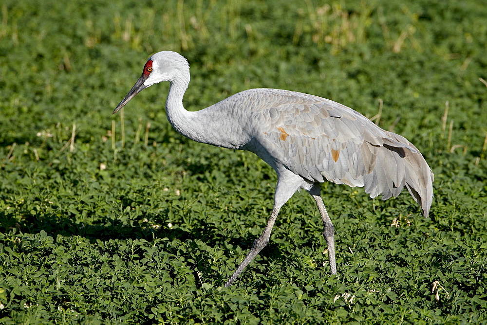 Sandhill Crane (Grus canadensis), Bosque Del Apache National Wildlife Refuge, New Mexico, United States of America, North America