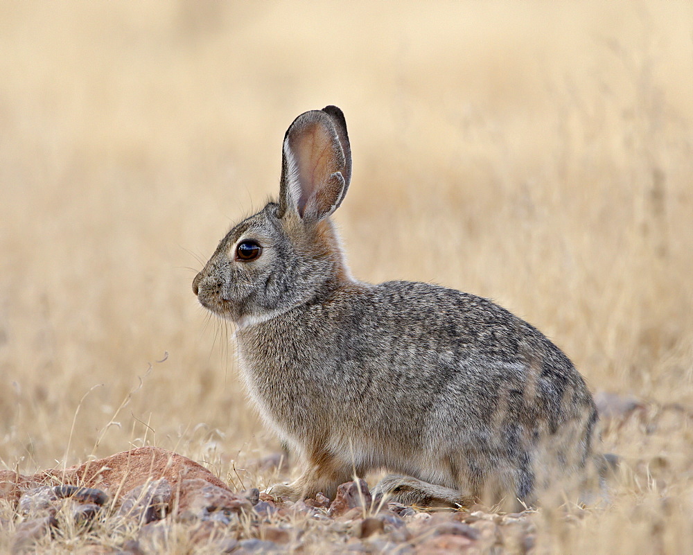 Desert cottontail (Sylvilagus audubonii), Rockhound State Park, New Mexico, United States of America, North America