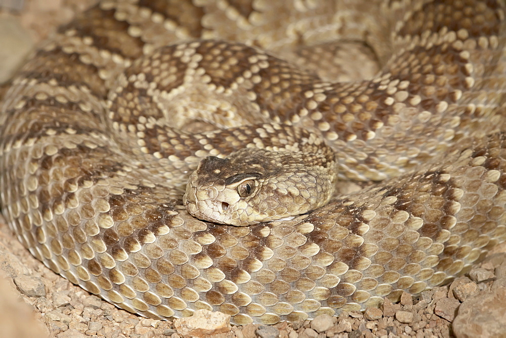 Western diamond-back rattlesnake (Western diamondback Rattlesnake) (Crotalus atrox) in captivity, Arizona Sonora Desert Museum, Tucson, Arizona, United States of America, North America