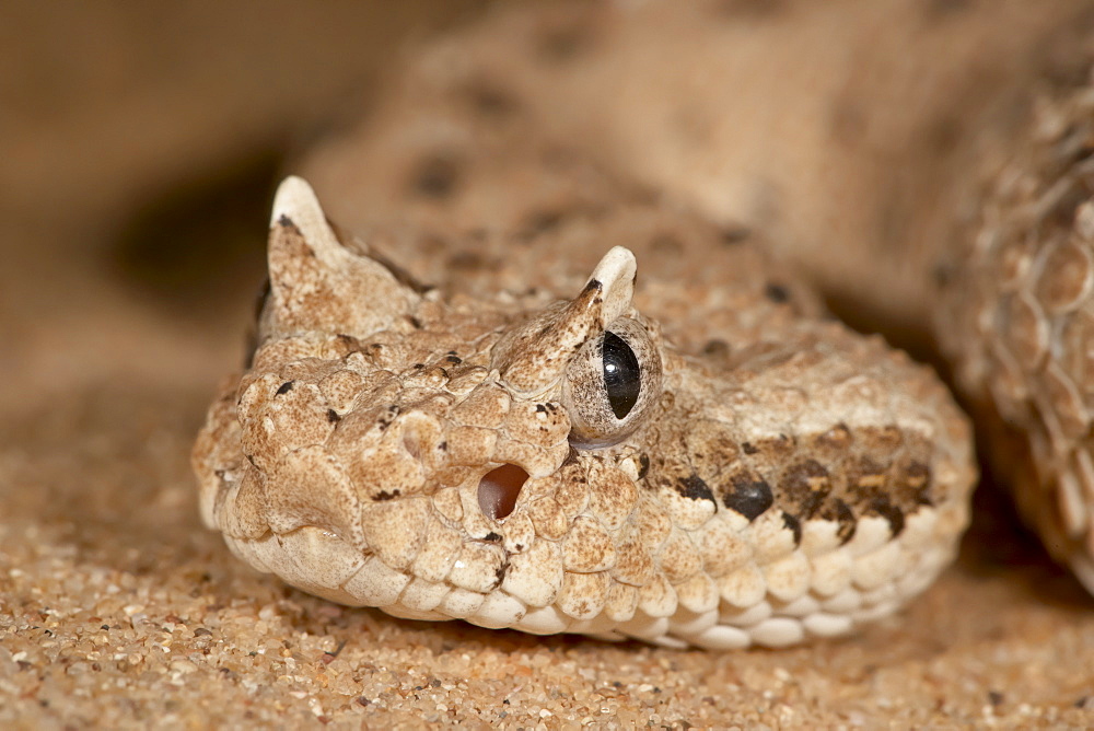 Sonoran Desert sidewinder (Sonoran sidewinder) (Crotalus cerastes cercobombus) in captivity, Arizona Sonora Desert Museum, Tucson, Arizona, United States of America, North America