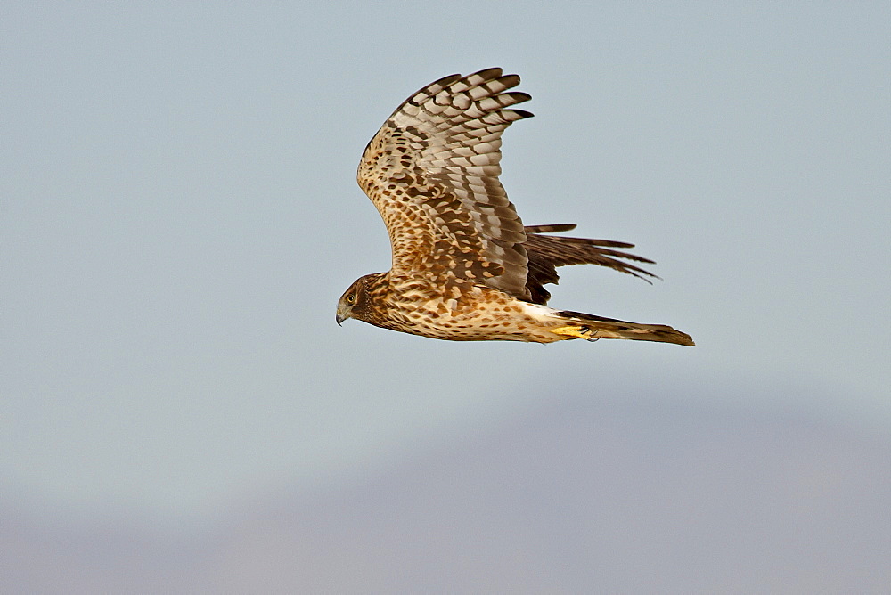 Female Northern Harrier (Circus cyaneus) in flight, Sonny Bono Salton Sea National Wildlife Refuge, California, United States of America, North America