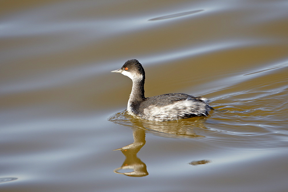 Horned grebe (Podiceps auritus) floating, Sonny Bono Salton Sea National Wildlife Refuge, California, United States of America, North America