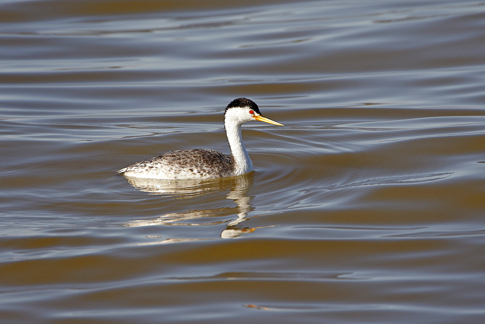 Clark's Grebe (Aechmophorus clarkii) floating, Sonny Bono Salton Sea National Wildlife Refuge, California, United States of America, North America