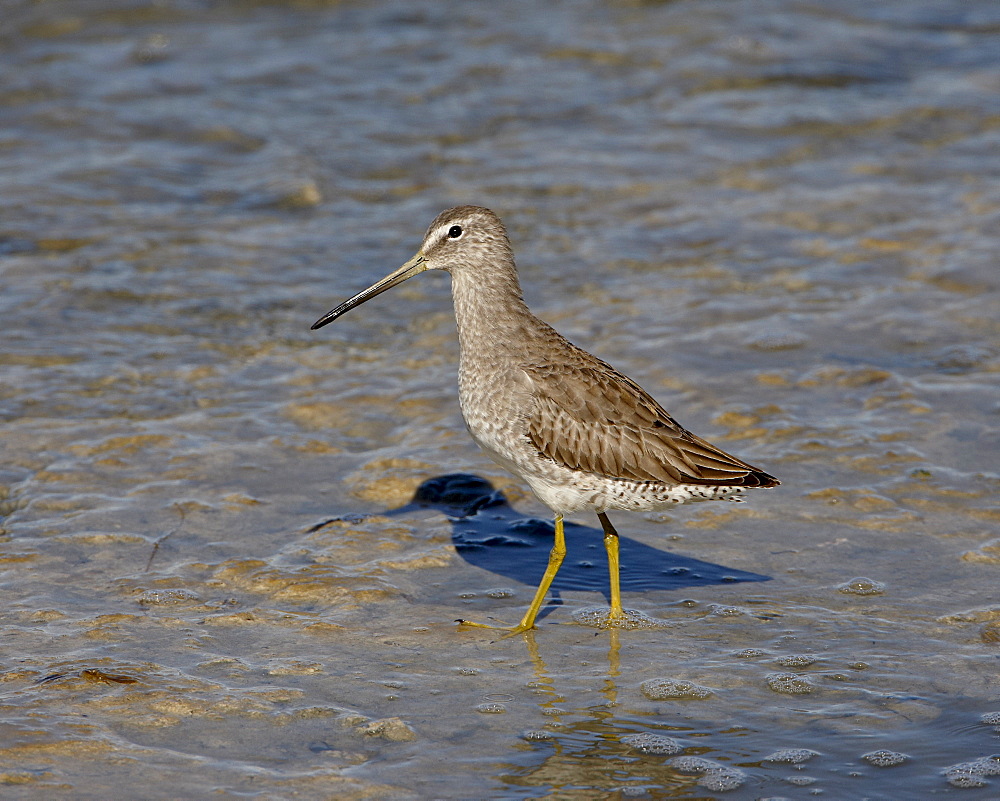 Short-Billed Dowitcher (Limnodromus griseus) wading, Sonny Bono Salton Sea National Wildlife Refuge, California, United States of America, North America