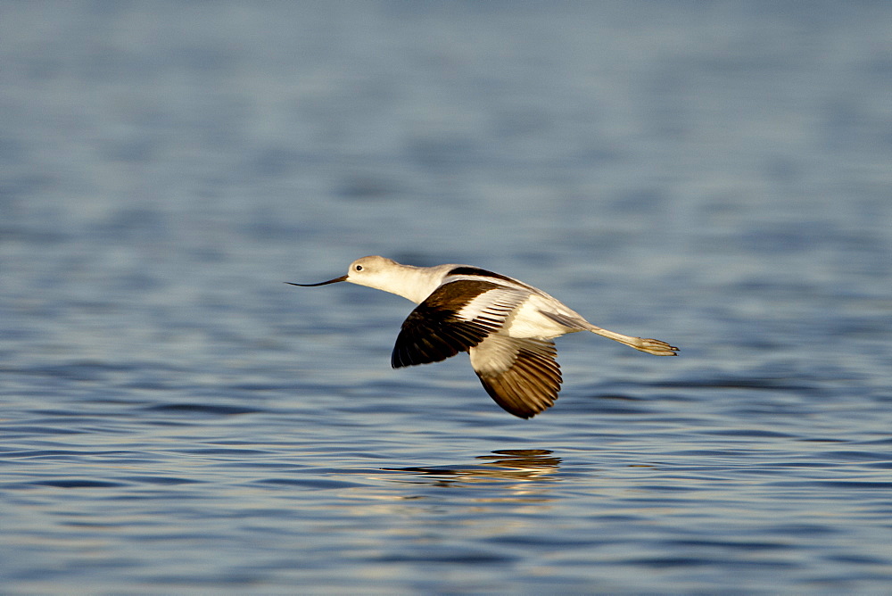 American avocet (Recurvirostra americana) in flight, Sonny Bono Salton Sea National Wildlife Refuge, California, United States of America, North America