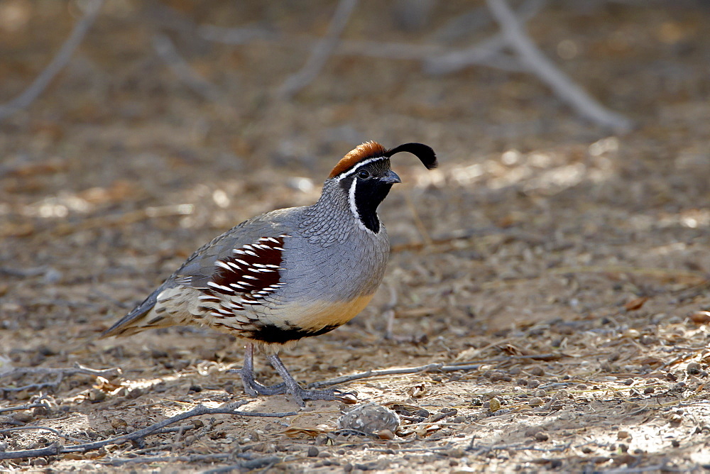 Male Gambel's quail (Callipepla gambelii), Sonny Bono Salton Sea National Wildlife Refuge, California, United States of America, North America