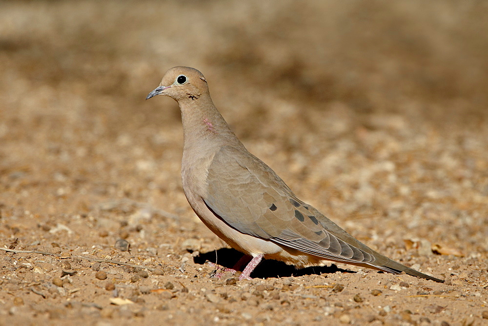 Mourning Dove (Zenaida macroura), Sonny Bono Salton Sea National Wildlife Refuge, California, United States of America, North America