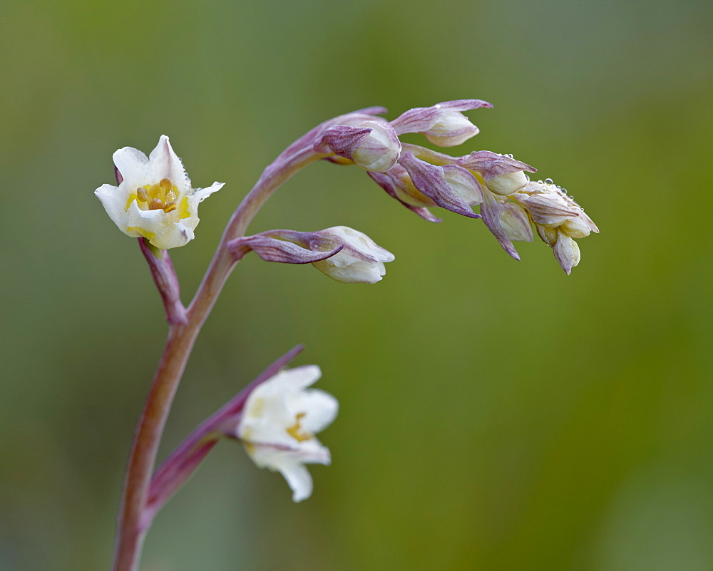 Mountain death camas (Elegant Deathcamas) (Alkali Grass) (Zigadenus elegans), Cottonwood Pass, Collegiate Peaks Wilderness, Gunnison National Forest, Colorado, United States of America, North America