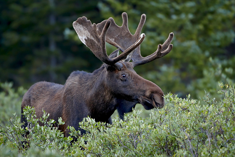 Bull moose (Alces alces) in velvet, Roosevelt National Forest, Colorado, United States of America, North America