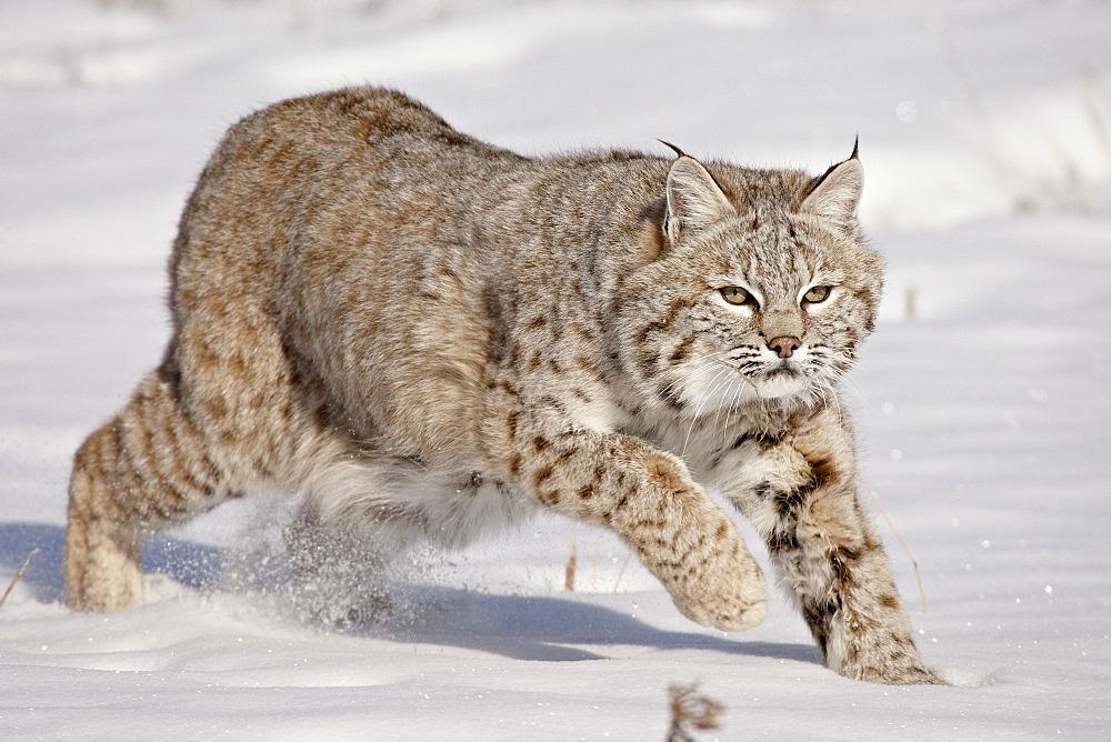 Bobcat (Lynx rufus) in the snow, in captivity, near Bozeman, Montana, United States of America, North America