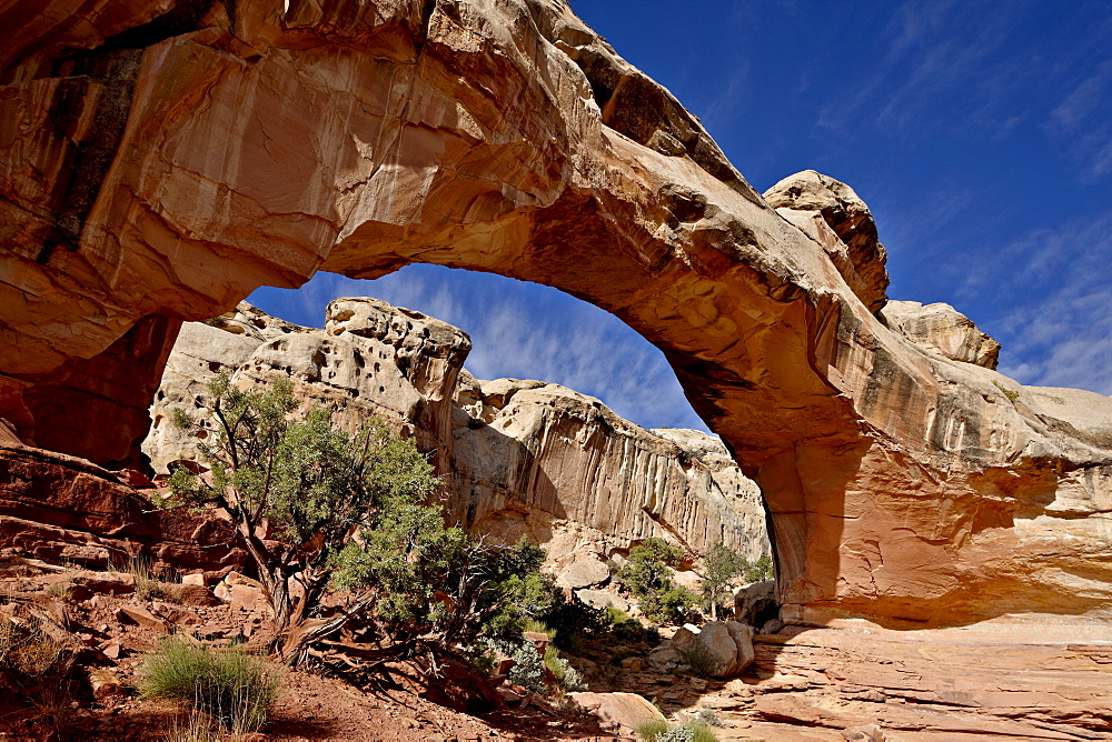 Hickman Bridge, Capitol Reef National Park, Utah, United States of America, North America