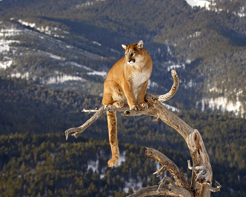 Mountain Lion (Cougar) (Felis concolor) in a tree in the snow, in captivity, near Bozeman, Montana, United States of America, North America