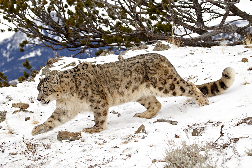 Snow Leopard (Uncia uncia) in the snow, in captivity, near Bozeman, Montana, United States of America, North America