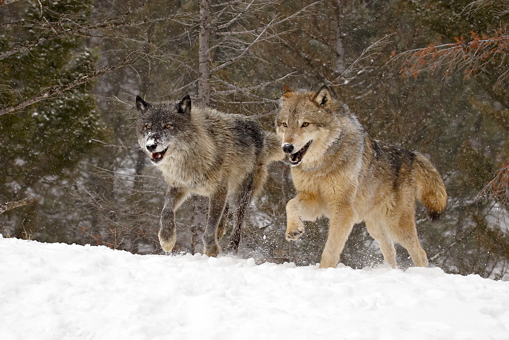 Two captive gray wolves (Canis lupus) running in the snow, near Bozeman, Montana, United States of America, North America