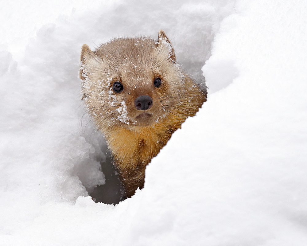 Captive fisher (Martes pennanti) in snow, near Bozeman, Montana, United States of America, North America