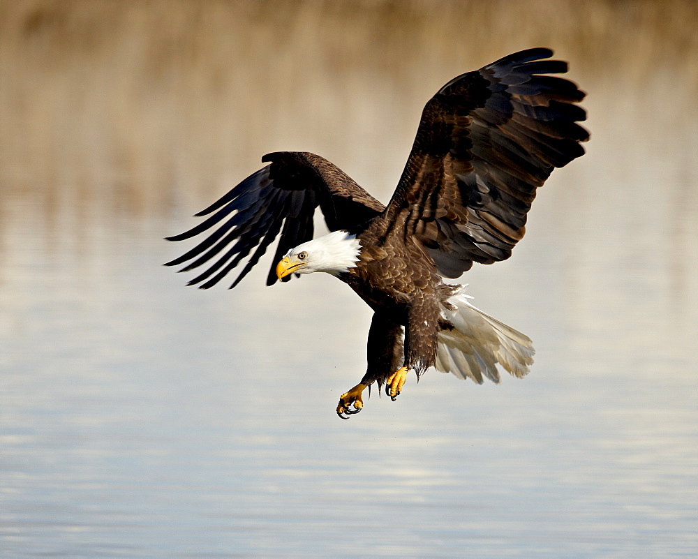 Bald eagle (Haliaeetus leucocephalus) in flight on final approach, Farmington Bay, Utah, United States of America, North America